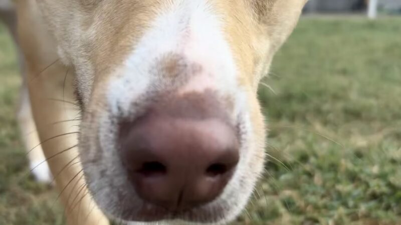 Heart of Texas Dog Ranch - Castroville, TX