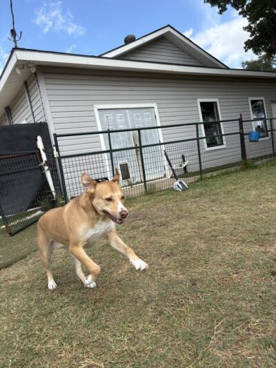Heart of Texas Dog Ranch - Castroville, TX