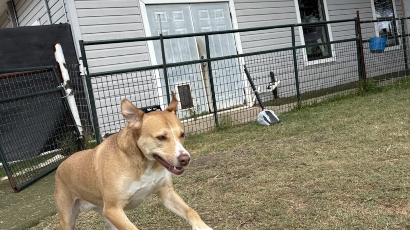 Heart of Texas Dog Ranch - Castroville, TX