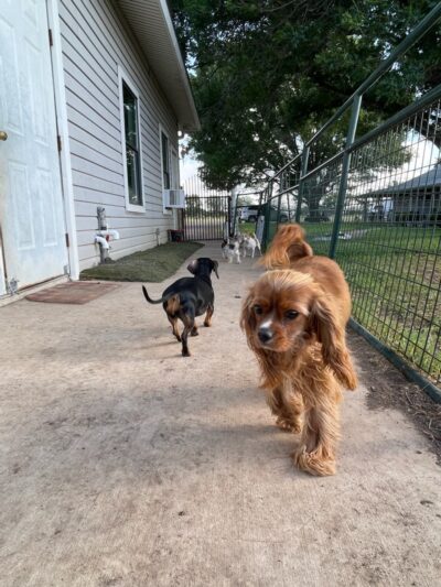 Heart of Texas Dog Ranch - Castroville, TX