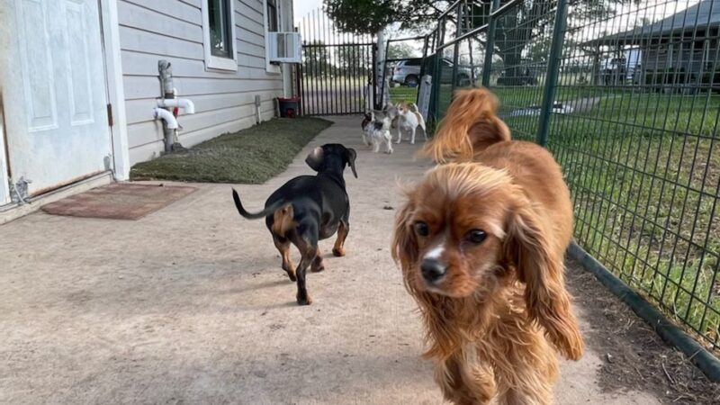 Heart of Texas Dog Ranch - Castroville, TX