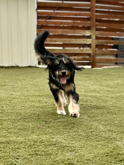 Heart of Texas Dog Ranch - Castroville, TX
