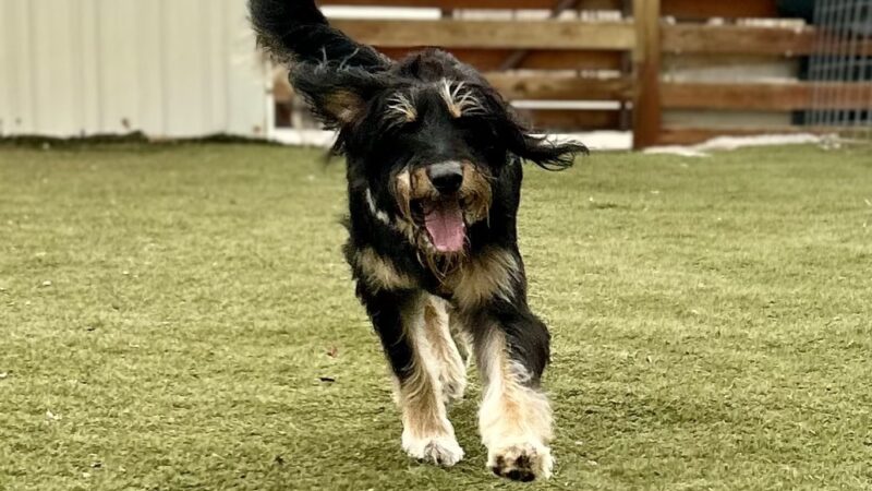 Heart of Texas Dog Ranch - Castroville, TX