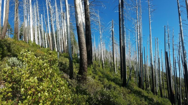 Babyfoot Lake Trailhead - Cave Junction, OR