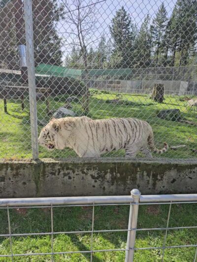 Great Cats World Park - Cave Junction, OR