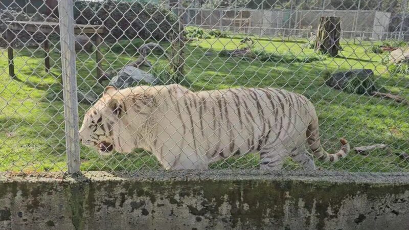 Great Cats World Park - Cave Junction, OR