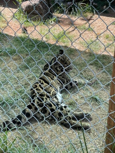 Great Cats World Park - Cave Junction, OR