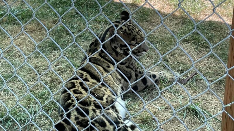 Great Cats World Park - Cave Junction, OR
