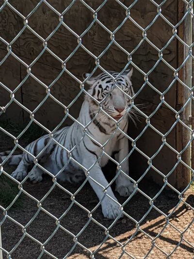 Great Cats World Park - Cave Junction, OR