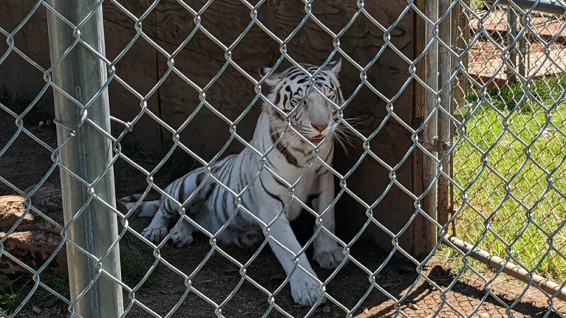 Great Cats World Park - Cave Junction, OR