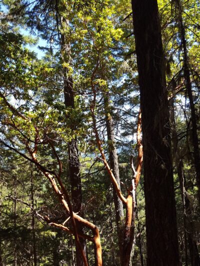 West Fork Trail System - Cave Junction, OR