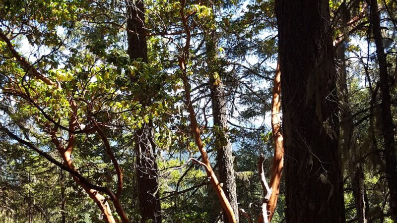West Fork Trail System - Cave Junction, OR