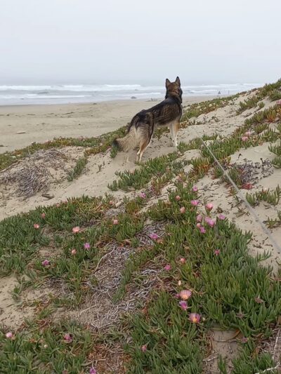 Morro Bay Dog Beach - Cayucos, CA