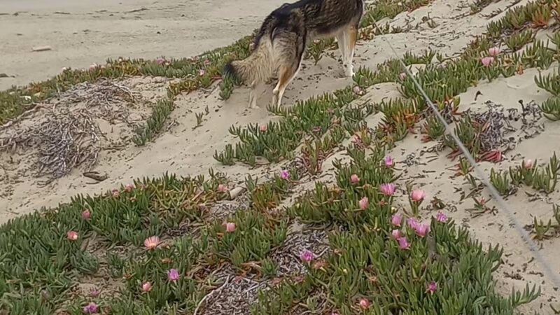 Morro Bay Dog Beach - Cayucos, CA