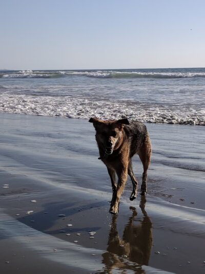 Morro Bay Dog Beach - Cayucos, CA
