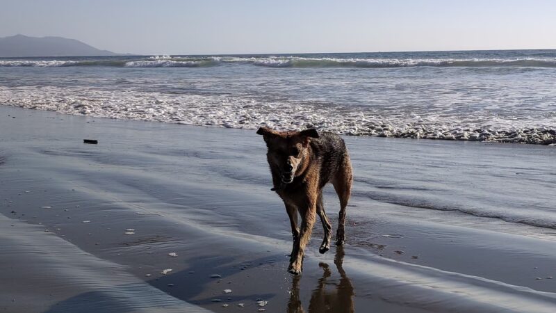 Morro Bay Dog Beach - Cayucos, CA