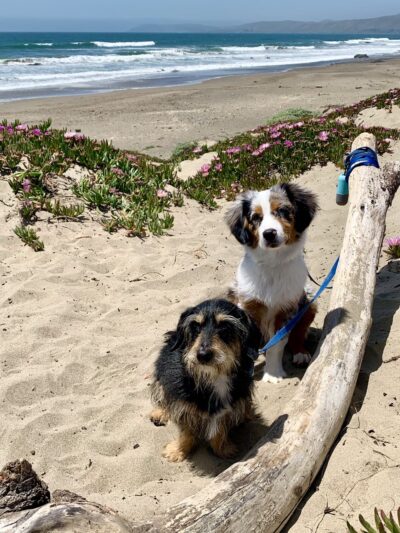 Morro Bay Dog Beach - Cayucos, CA