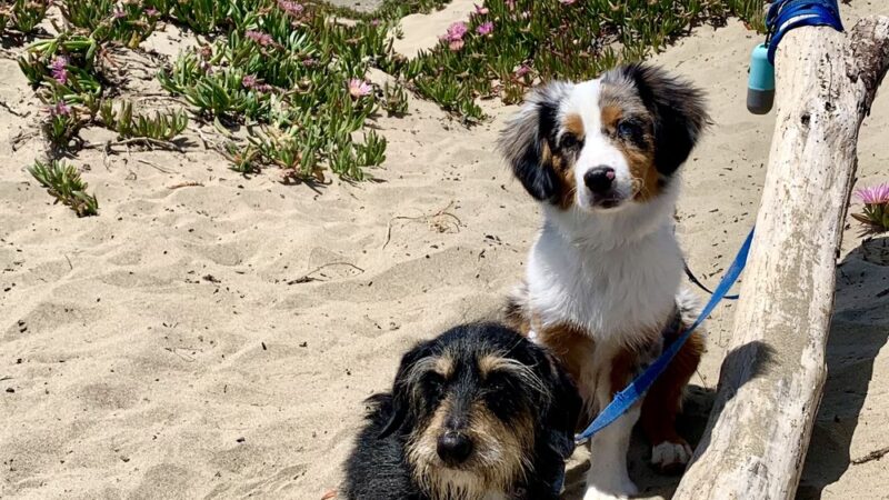 Morro Bay Dog Beach - Cayucos, CA