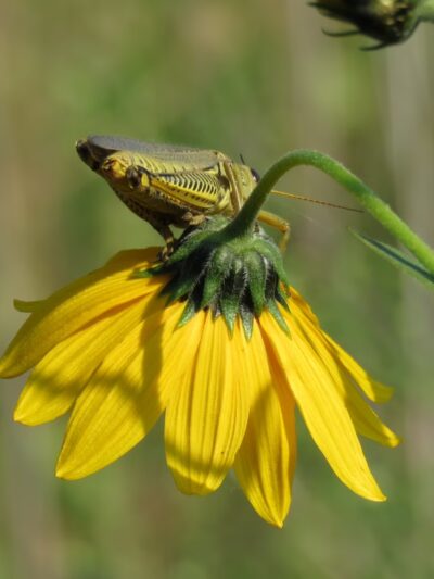 Beverly Gardens Park - Cedar Rapids, IA