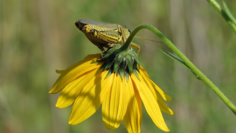 Beverly Gardens Park - Cedar Rapids, IA