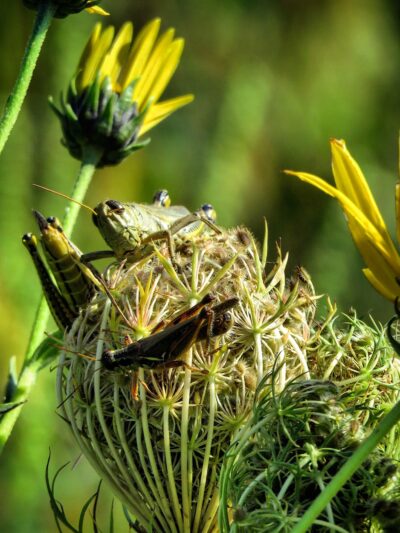 Beverly Gardens Park - Cedar Rapids, IA