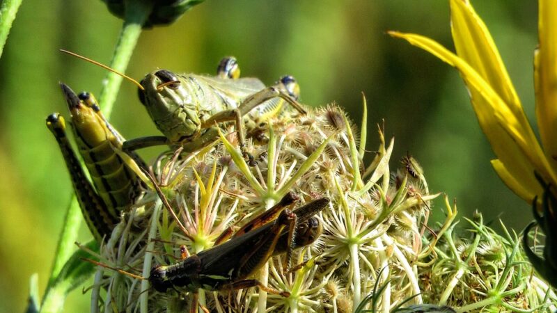 Beverly Gardens Park - Cedar Rapids, IA