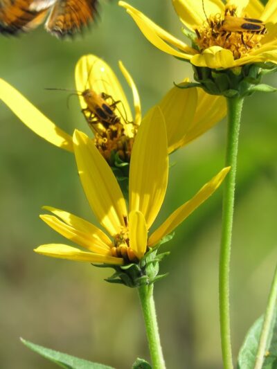 Beverly Gardens Park - Cedar Rapids, IA