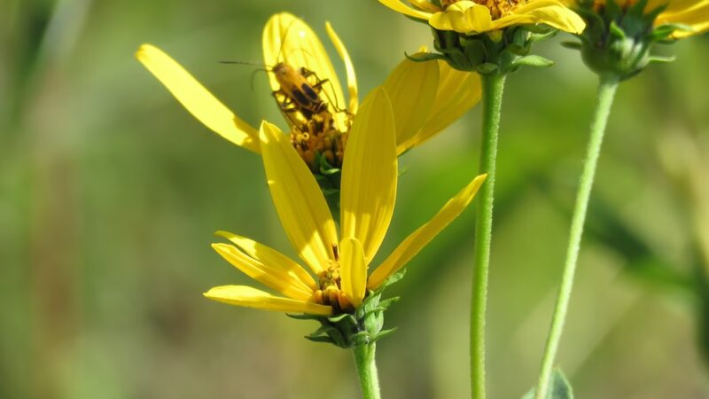 Beverly Gardens Park - Cedar Rapids, IA