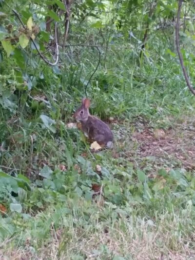 Cherokee Park - Cedar Rapids, IA