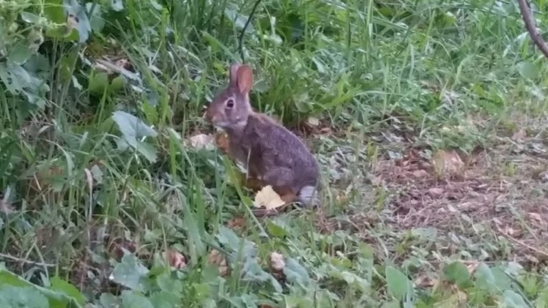 Cherokee Park - Cedar Rapids, IA