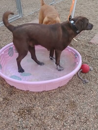 Dog Paws Boarding Resort, LLC. - Cedar Rapids, IA