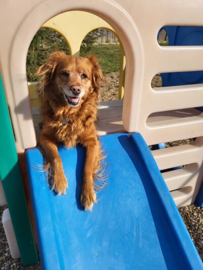 Dog Paws Boarding Resort, LLC. - Cedar Rapids, IA