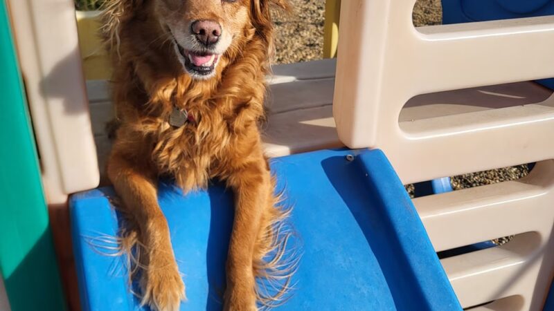 Dog Paws Boarding Resort, LLC. - Cedar Rapids, IA