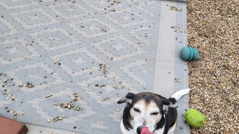Dog Paws Boarding Resort, LLC. - Cedar Rapids, IA