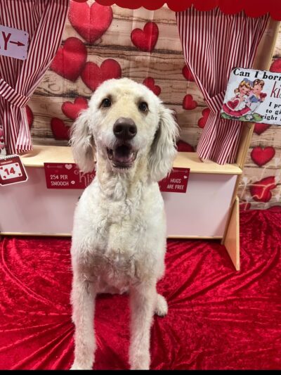 Dog Zone - Cedar Rapids, IA