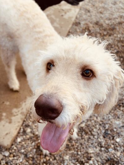 Dog Zone - Cedar Rapids, IA