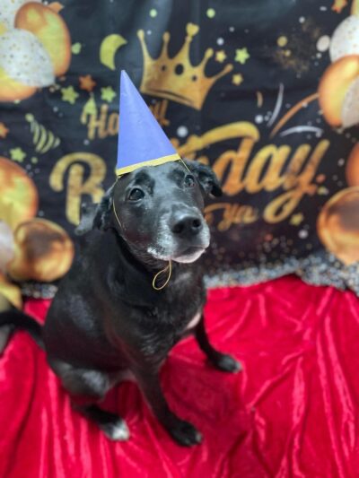 Dog Zone - Cedar Rapids, IA