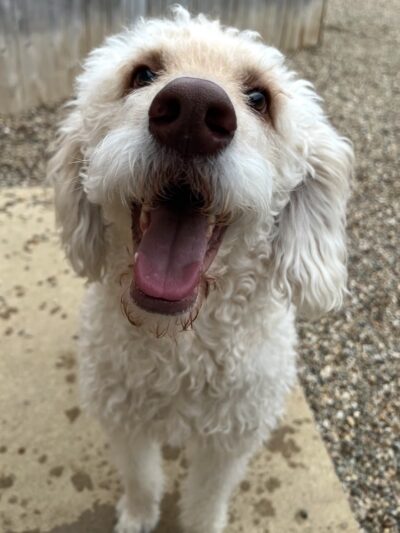 Dog Zone - Cedar Rapids, IA