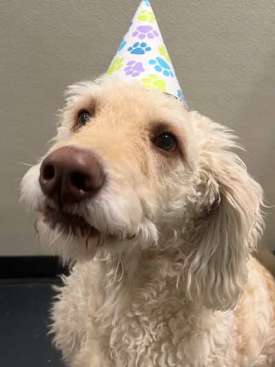 Dog Zone - Cedar Rapids, IA