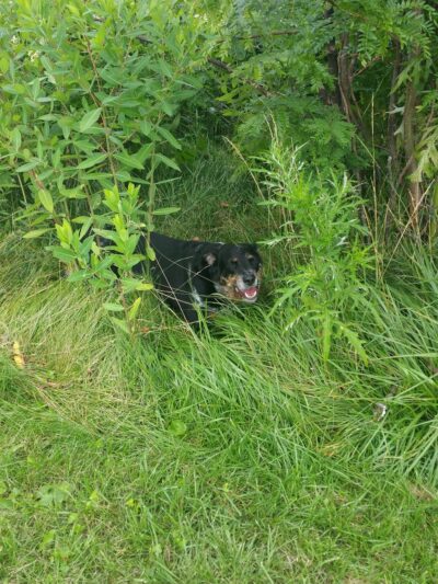 Elmer T. Delaney Memorial Park - Cedar Rapids, IA