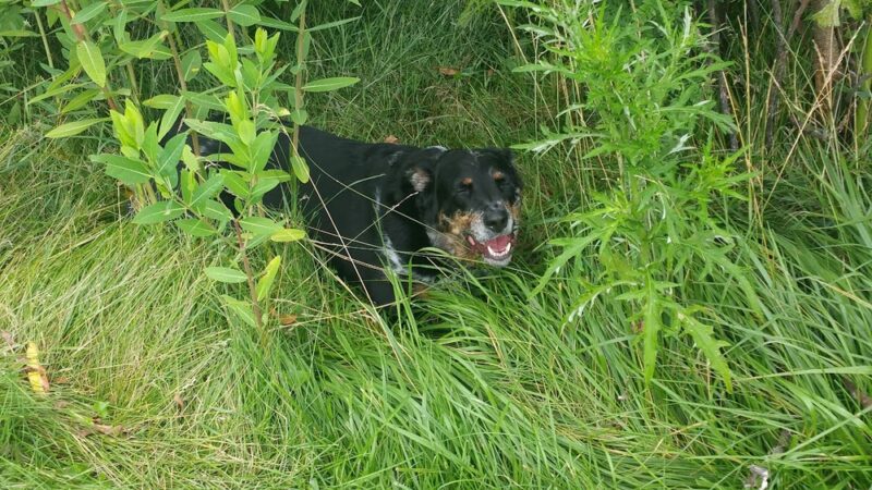 Elmer T. Delaney Memorial Park - Cedar Rapids, IA