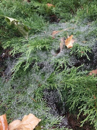 Haskell Park - Cedar Rapids, IA