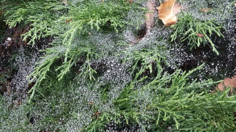 Haskell Park - Cedar Rapids, IA