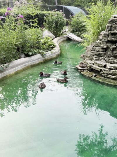 Old MacDonald's Farm - Cedar Rapids, IA