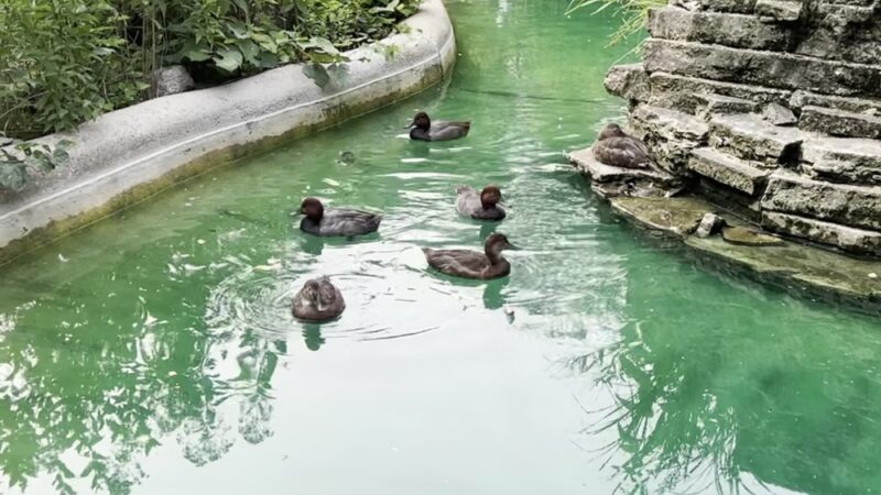 Old MacDonald's Farm - Cedar Rapids, IA