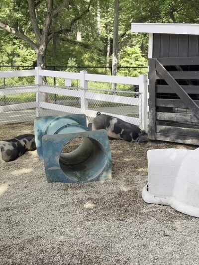 Old MacDonald's Farm - Cedar Rapids, IA