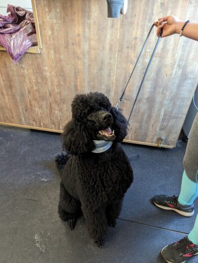 Pawsitive Paws Academy - Cedar Rapids, IA