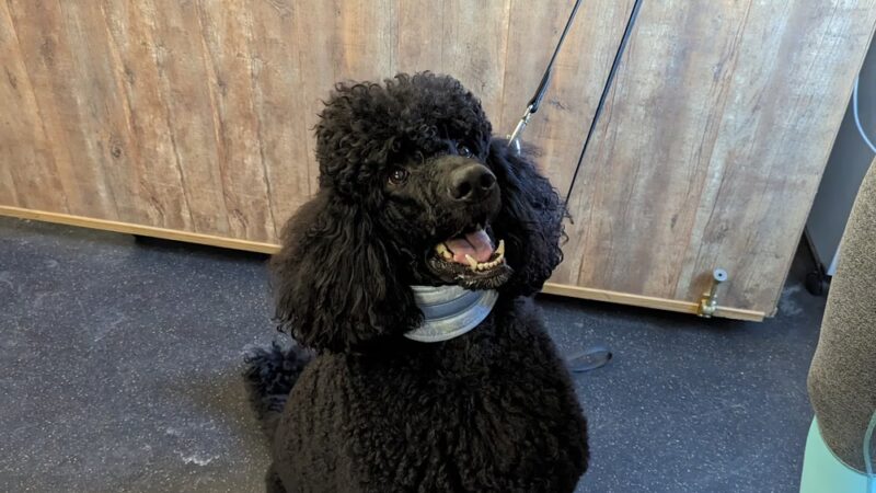 Pawsitive Paws Academy - Cedar Rapids, IA