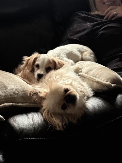 Pawsitive Paws Academy - Cedar Rapids, IA