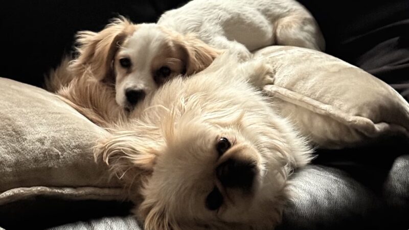 Pawsitive Paws Academy - Cedar Rapids, IA